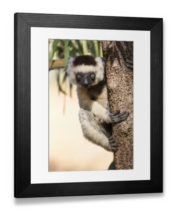 Framed Print : Africa, Madagascar, Berenty Reserve. A Verreauxs sifaka (Propithecus verreauxi) Framed Print : Africa, Madagascar, Berenty Reserve. A Verreauxs sifaka (Propithecus verreauxi)