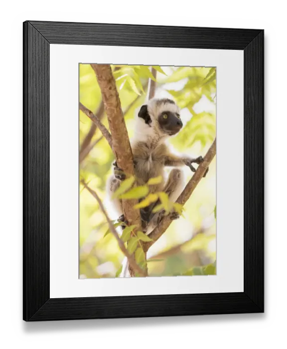 Framed Print : Africa, Madagascar, Berenty Reserve. A baby Verreauxs sifaka (Propithecus verreauxi)