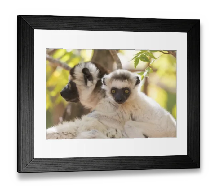 Framed Print : Africa, Madagascar, Berenty Reserve. Portrait of a Verreauxs sifaka (Propithecus Framed Print : Africa, Madagascar, Berenty Reserve. Portrait of a Verreauxs sifaka (Propithecus