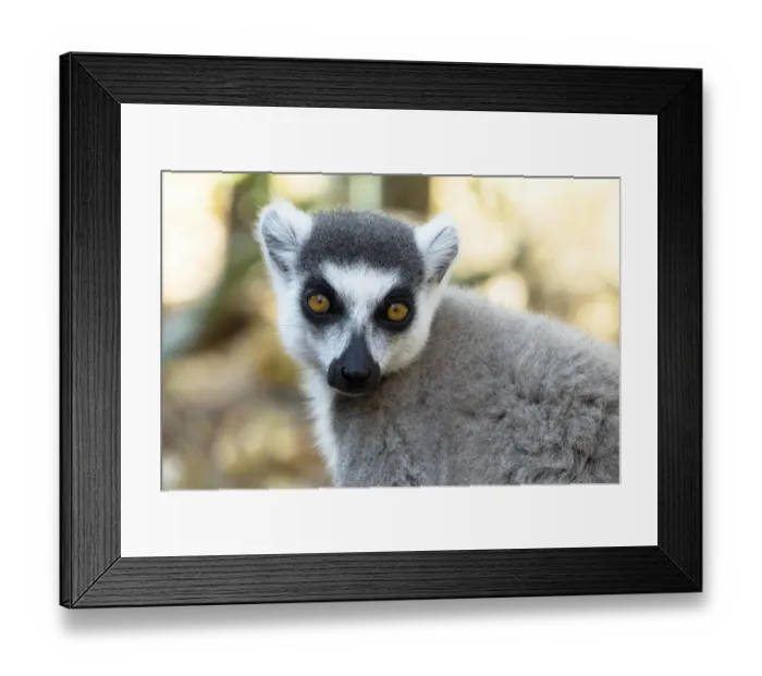 Framed Print : Africa, Madagascar, Amboasary, Berenty Reserve. Headshot of a ring-tailed lemur Framed Print : Africa, Madagascar, Amboasary, Berenty Reserve. Headshot of a ring-tailed lemur
