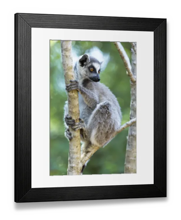 Framed Print : Africa, Madagascar, Amboasary, Berenty Reserve. Portrait of a ring-tailed lemur Framed Print : Africa, Madagascar, Amboasary, Berenty Reserve. Portrait of a ring-tailed lemur