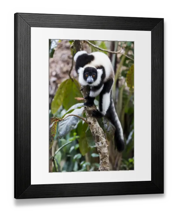 Framed Print : Africa, Madagascar, Akanin ny Nofy Reserve Framed Print : Africa, Madagascar, Akanin ny Nofy Reserve