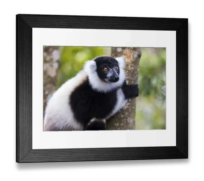 Framed Print : Africa, Madagascar, Akanin ny Nofy Reserve. Portrait of a black-and-white ruffed lemur Framed Print : Africa, Madagascar, Akanin ny Nofy Reserve. Portrait of a black-and-white ruffed lemur