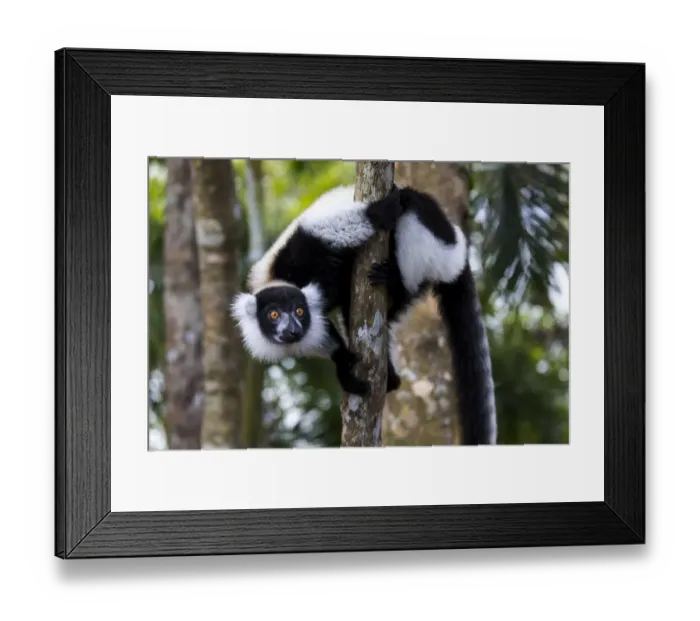 Framed Print : Africa, Madagascar, Akanin ny Nofy Reserve Framed Print : Africa, Madagascar, Akanin ny Nofy Reserve