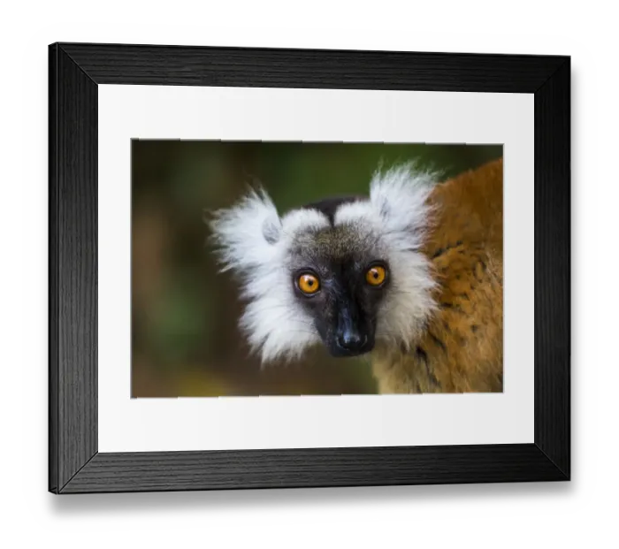 Framed Print : Africa, Madagascar, Akanin ny Nofy Reserve. Portrait of a female black lemur (Eulemur macaco) Framed Print : Africa, Madagascar, Akanin ny Nofy Reserve. Portrait of a female black lemur (Eulemur macaco)