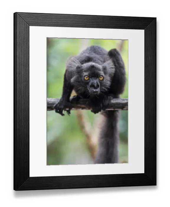 Framed Print : Africa, Madagascar, Akanin ny Nofy Reserve. Male black lemur (Eulemur macaco) on a tree branch Framed Print : Africa, Madagascar, Akanin ny Nofy Reserve. Male black lemur (Eulemur macaco) on a tree branch