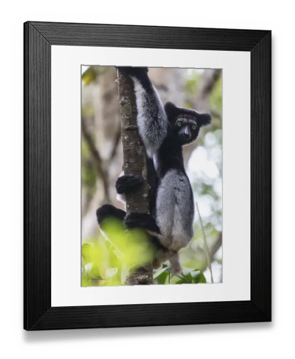 Framed Print : Africa, Madagascar, Akanin ny Nofy Reserve Framed Print : Africa, Madagascar, Akanin ny Nofy Reserve