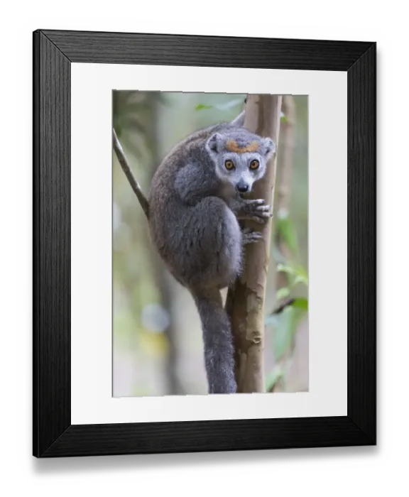 Framed Print : Africa, Madagascar, Akanin ny Nofy Reserve Framed Print : Africa, Madagascar, Akanin ny Nofy Reserve