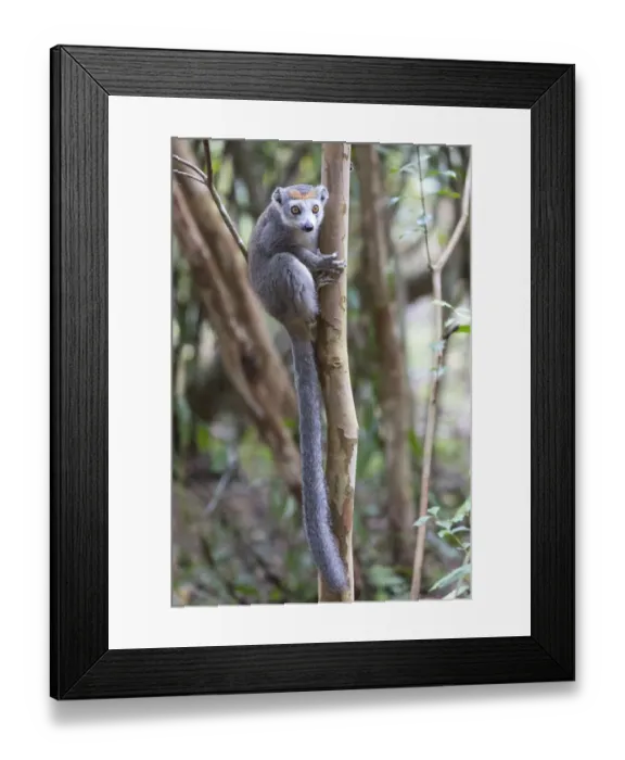 Framed Print : Africa, Madagascar, Akanin ny Nofy Reserve Framed Print : Africa, Madagascar, Akanin ny Nofy Reserve