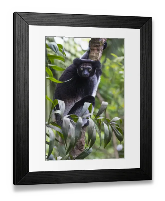 Framed Print : Africa, Madagascar, Akanin ny Nofy Reserve Framed Print : Africa, Madagascar, Akanin ny Nofy Reserve