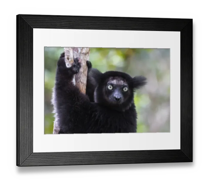 Framed Print : Africa, Madagascar, Akanin ny Nofy Reserve Framed Print : Africa, Madagascar, Akanin ny Nofy Reserve