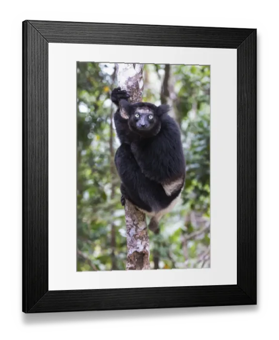 Framed Print : Africa, Madagascar, Akanin ny Nofy Reserve Framed Print : Africa, Madagascar, Akanin ny Nofy Reserve