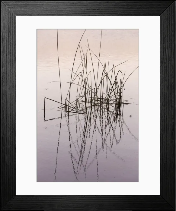 Framed Print : USA, Washington State, Pearrygin Lake State Park. Reeds in Pearrygin Lake. Credit as Framed Print : USA, Washington State, Pearrygin Lake State Park. Reeds in Pearrygin Lake. Credit as