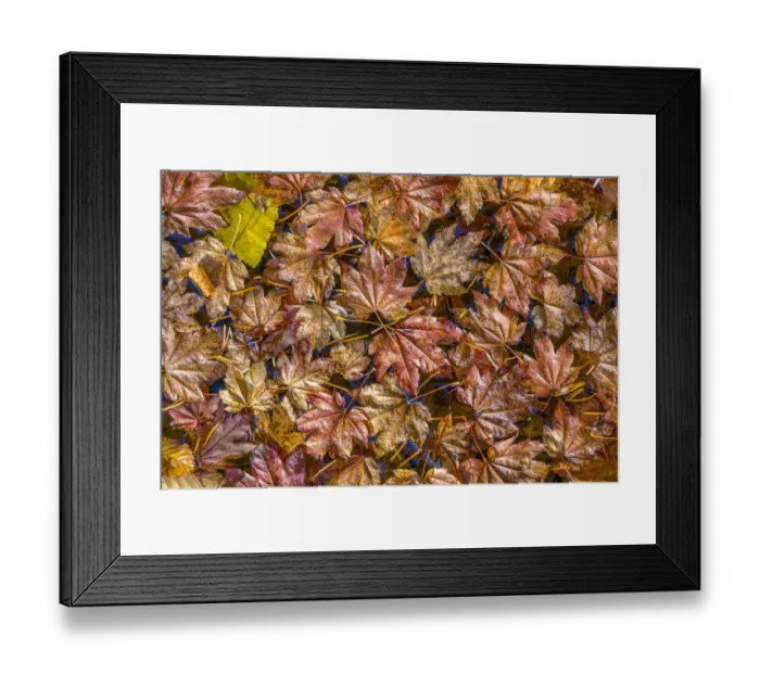 Framed Print : USA, Washington State, Olympic National Park. Fall vine maple leaves floating in pool