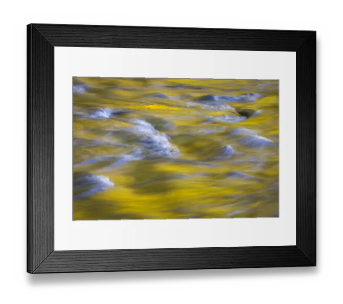 Framed Print : USA, Washington State, Olympic National Park. Golden river reflections from sunlit maple trees Framed Print : USA, Washington State, Olympic National Park. Golden river reflections from sunlit maple trees