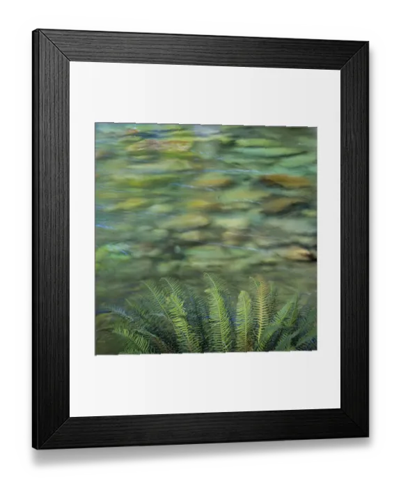Framed Print : USA, Washington State, Olympic National Park. Sword ferns along Sol Duc River. Credit as