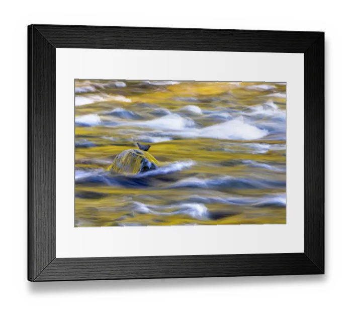 Framed Print : USA, Washington State, Olympic National Park. Golden river reflections from sunlit maple trees