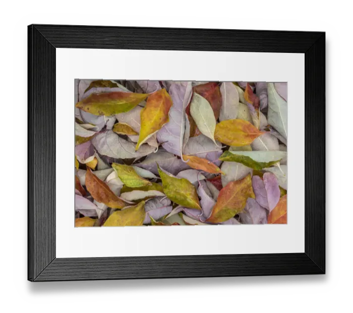 Framed Print : USA, Washington State, Seabeck. Fallen dogwood Leaves close-up Framed Print : USA, Washington State, Seabeck. Fallen dogwood Leaves close-up