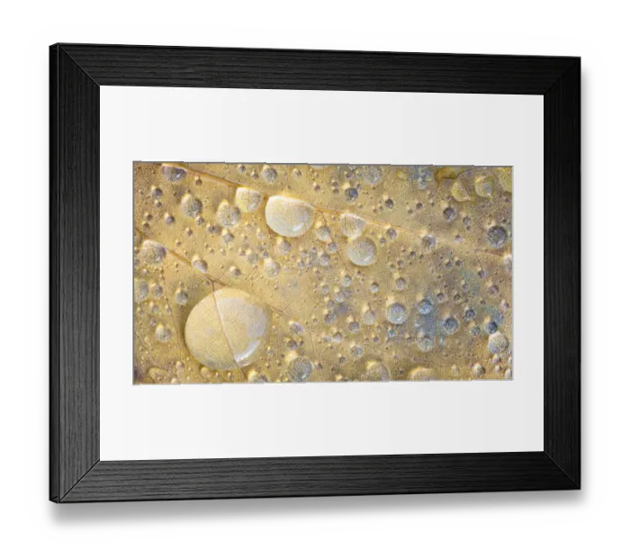 Framed Print : USA, Washington State, Seabeck. Raindrops on fallen tulip poplar leaf. Credit as Framed Print : USA, Washington State, Seabeck. Raindrops on fallen tulip poplar leaf. Credit as