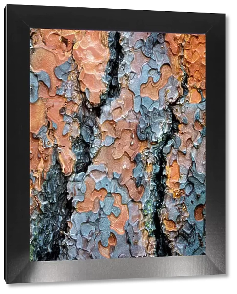 Ponderosa pine tree detail of bark