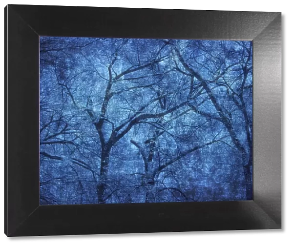 Canada. Blue abstract of trees. Credit as: Mike Grandmaison  /  Jaynes Gallery  /  DanitaDelimont