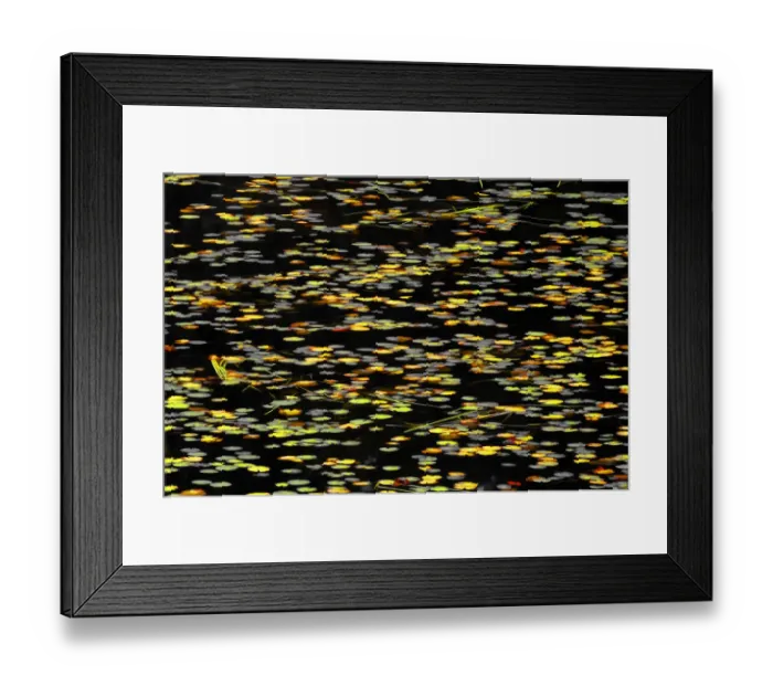 Framed Print : Canada. Water lilies abstract. Credit as: Mike Grandmaison / Jaynes Gallery / DanitaDelimont Framed Print : Canada. Water lilies abstract. Credit as: Mike Grandmaison / Jaynes Gallery / DanitaDelimont