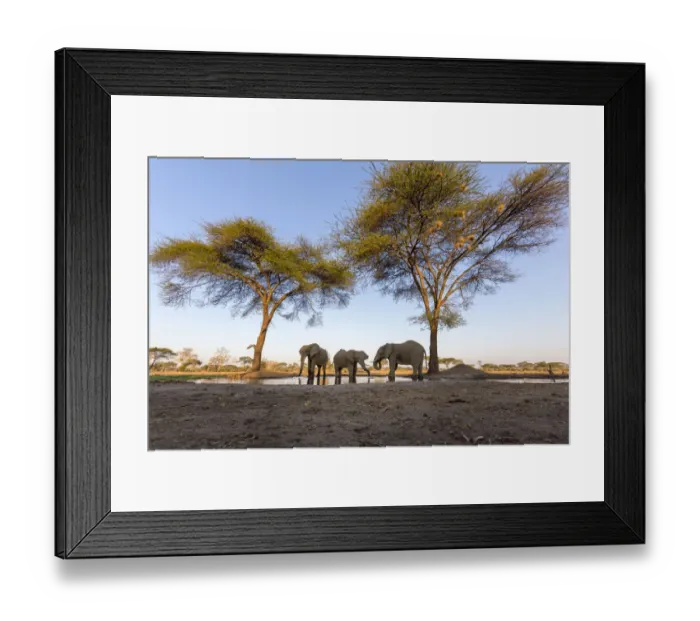 Framed Print : Africa, Botswana, Senyati Safari Camp. Elephants at water hole