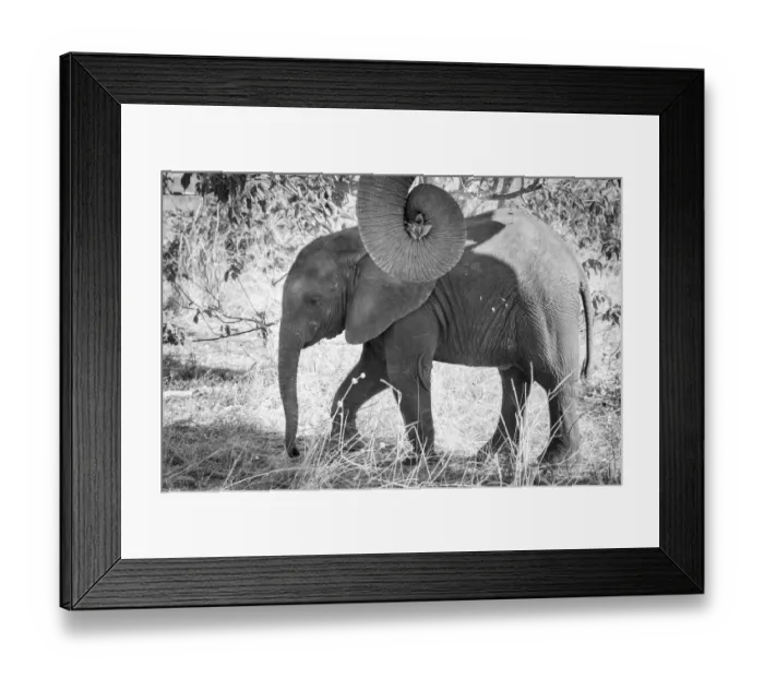 Framed Print : Africa, Botswana, Chobe National Park. Black and white of elephant calf close-up
