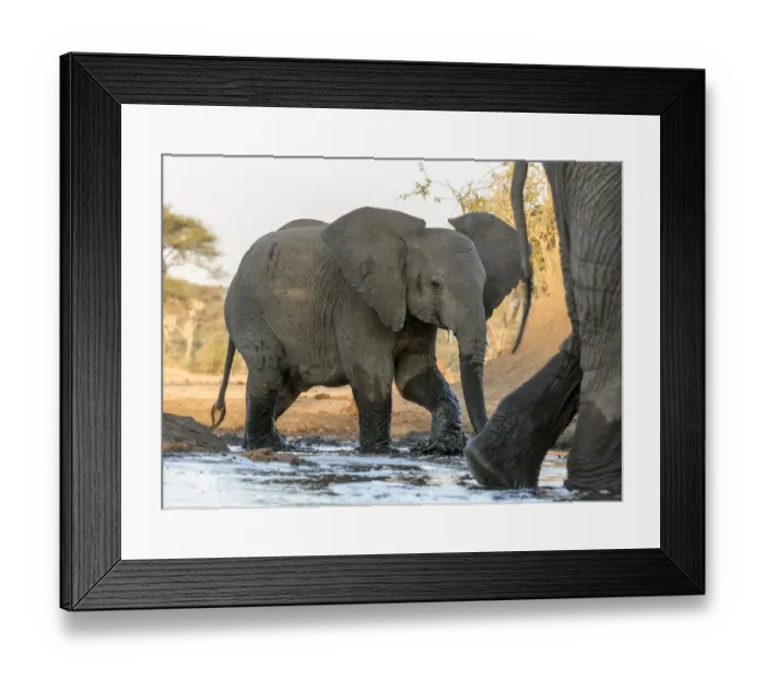 Framed Print : Africa, Botswana, Senyati Safari Camp. Elephants at water hole