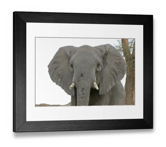 Framed Print : Africa, Botswana, Senyati Safari Camp. Front portrait of adult elephant. Credit as