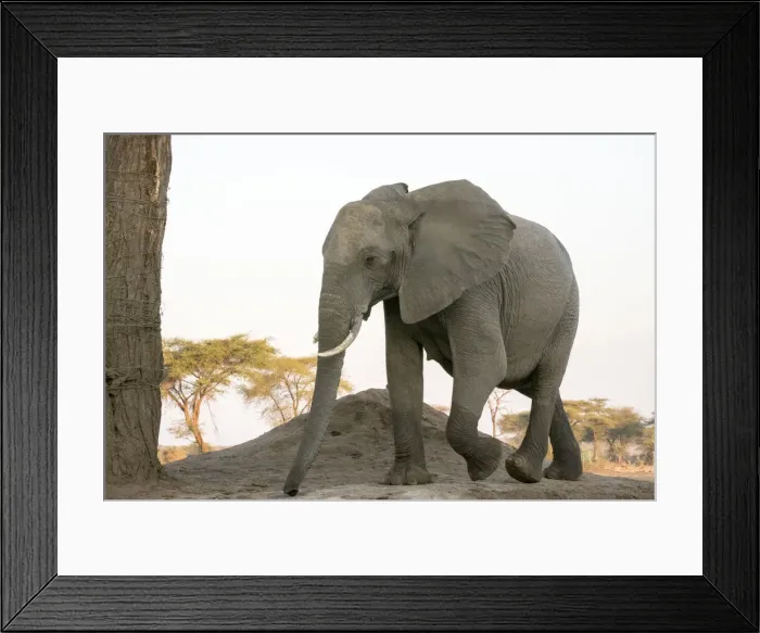 Framed Print : Africa, Botswana, Senyati Safari Camp. Close-up of female elephant walking. Credit as Framed Print : Africa, Botswana, Senyati Safari Camp. Close-up of female elephant walking. Credit as
