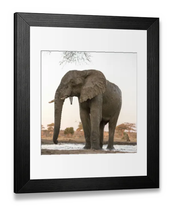 Framed Print : Africa, Botswana, Senyati Safari Camp. Elephant at water hole