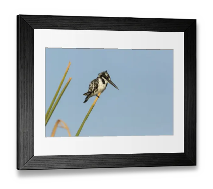 Framed Print : Africa, Botswana, Chobe National Park. Pied kingfisher on papyrus stem. Credit as