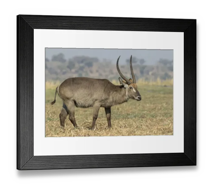 Framed Print : Africa, Botswana, Chobe National Park. Close-up of waterbuck