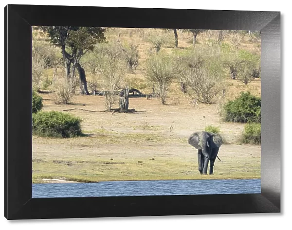Africa, Botswana, Chobe National Park. Male African elephant at river. Credit as