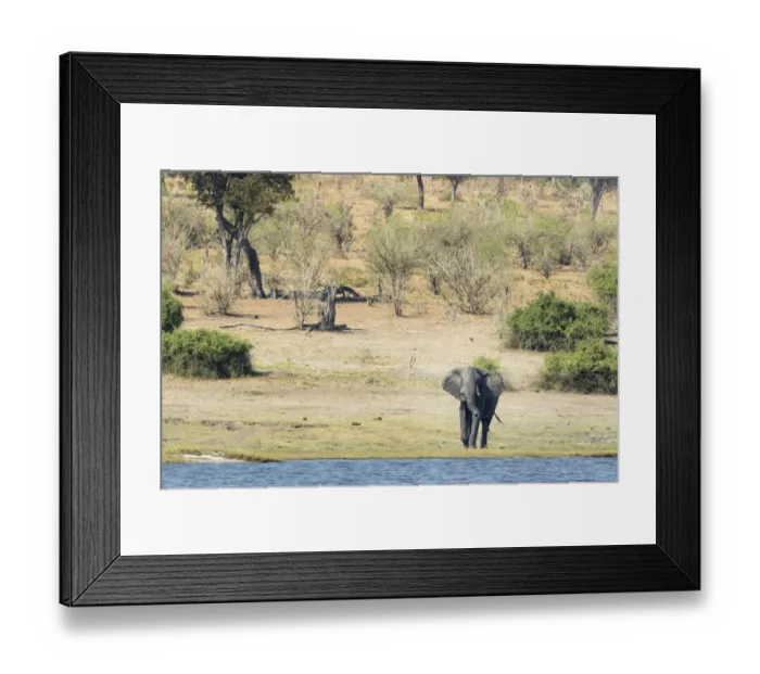 Framed Print : Africa, Botswana, Chobe National Park. Male African elephant at river. Credit as Framed Print : Africa, Botswana, Chobe National Park. Male African elephant at river. Credit as