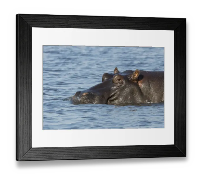 Framed Print : Africa, Botswana, Chobe National Park. Hippopotamuss head above waters surface