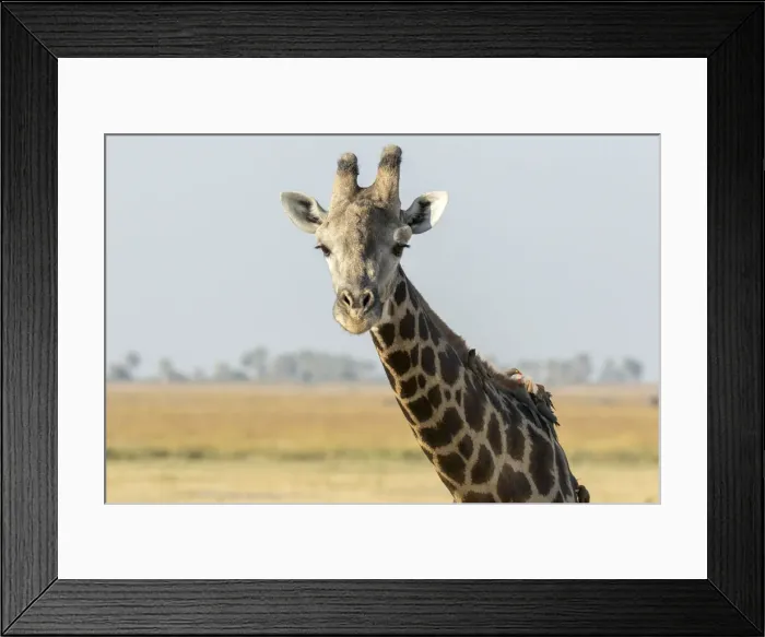 Framed Print : Africa, Botswana, Chobe National Park. Close-up of giraffe with oxpecker birds. Credit as Framed Print : Africa, Botswana, Chobe National Park. Close-up of giraffe with oxpecker birds. Credit as