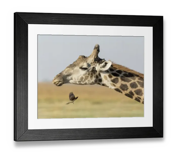 Framed Print : Africa, Botswana, Chobe National Park. Close-up of giraffe neck with oxpecker bird
