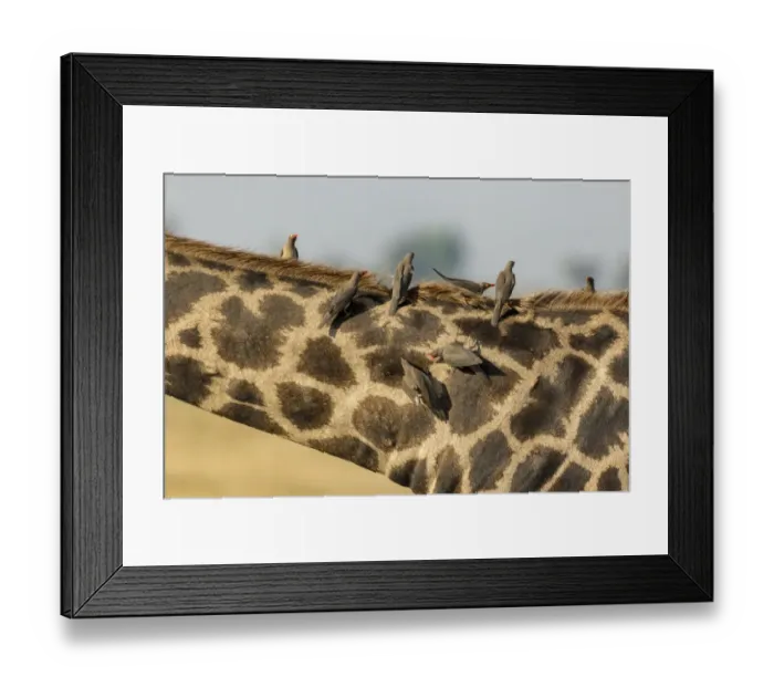 Framed Print : Africa, Botswana, Chobe National Park. Close-up of giraffe with oxpecker birds. Credit as