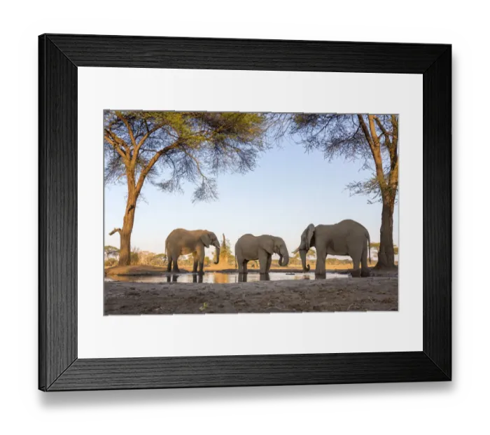 Framed Print : Africa, Botswana, Senyati Safari Camp. Elephants at waterhole
