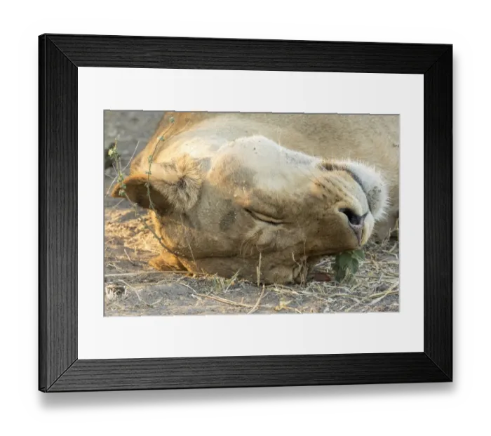 Framed Print : Africa, Botswana, Chobe National Park. Close-up of resting lioness