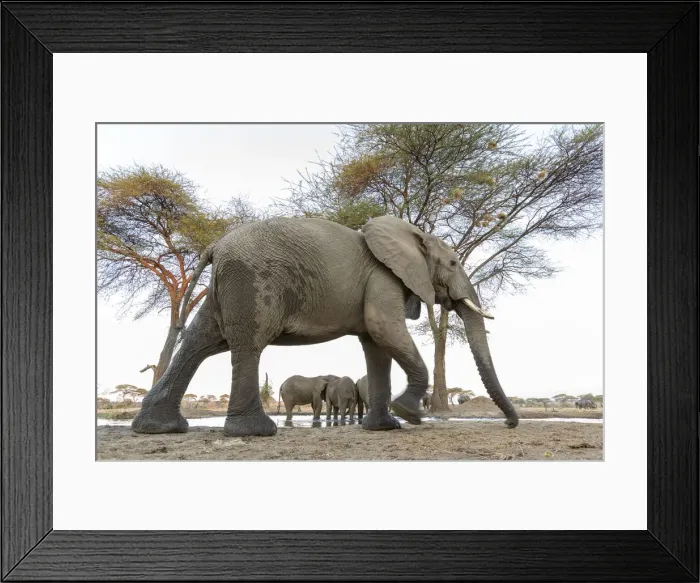 Framed Print : Africa, Botswana, Senyati Safari Camp. Elephants at waterhole Framed Print : Africa, Botswana, Senyati Safari Camp. Elephants at waterhole