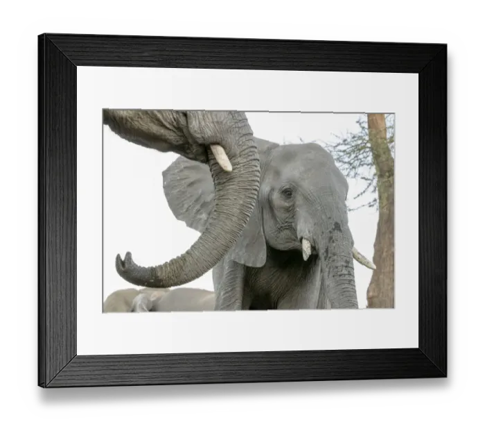 Framed Print : Africa, Botswana, Senyati Safari Camp. Elephants at waterhole