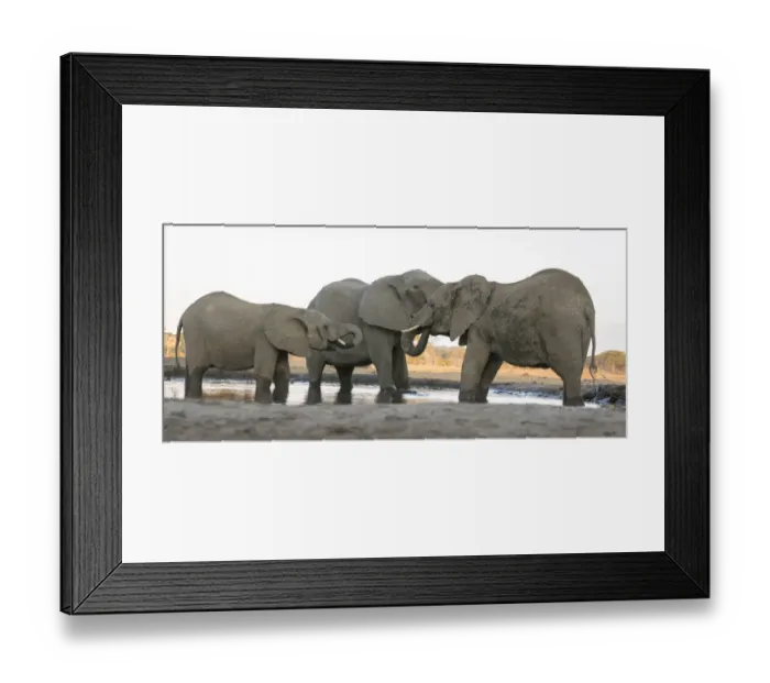 Framed Print : Africa, Botswana, Senyati Safari Camp. Elephants at waterhole