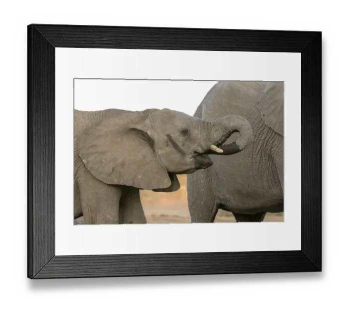 Framed Print : Africa, Botswana, Senyati Safari Camp. Elephants at waterhole