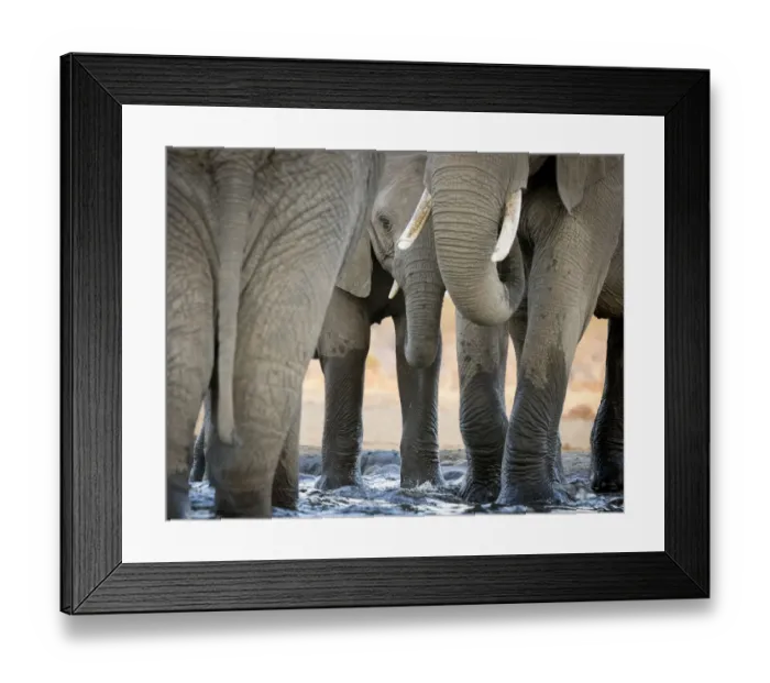 Framed Print : Africa, Botswana, Senyati Safari Camp. Elephant feet and trunk close-up at waterhole