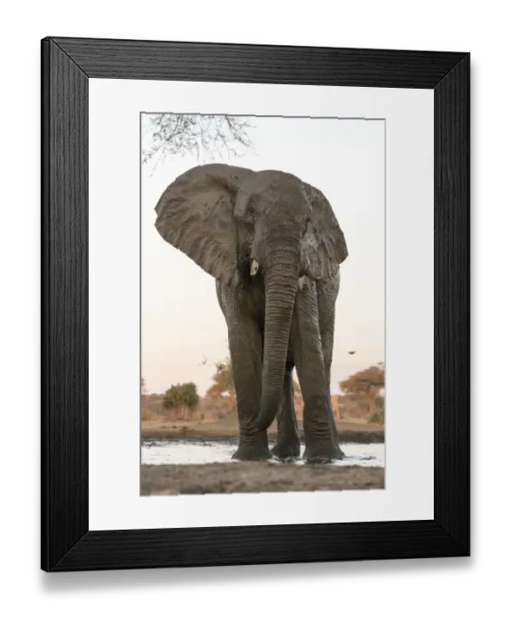 Framed Print : Africa, Botswana, Senyati Safari Camp. Elephant at waterhole