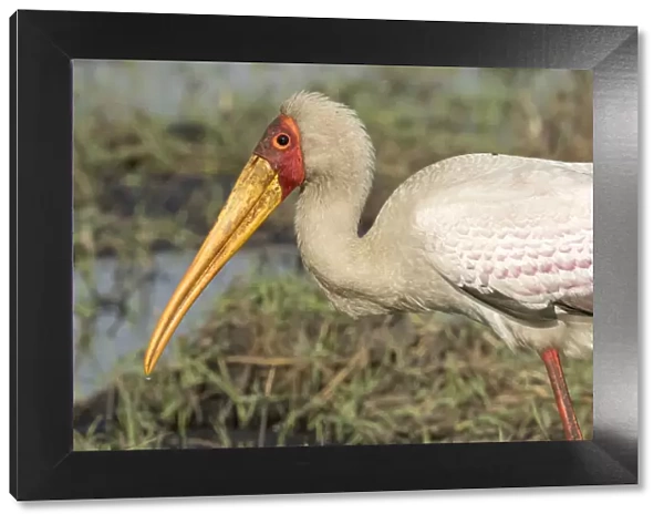 Africa, Botswana, Chobe National Park. Yellow-billed stork profile