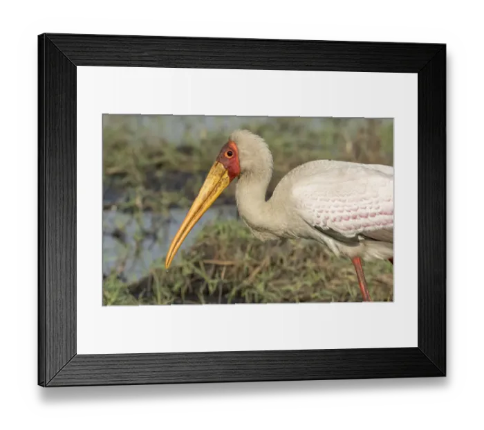 Framed Print : Africa, Botswana, Chobe National Park. Yellow-billed stork profile Framed Print : Africa, Botswana, Chobe National Park. Yellow-billed stork profile